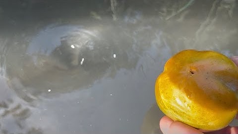 Satisfying Whirlpool Experiment!? Whirlpool Hole vs Flowers, Leaves.