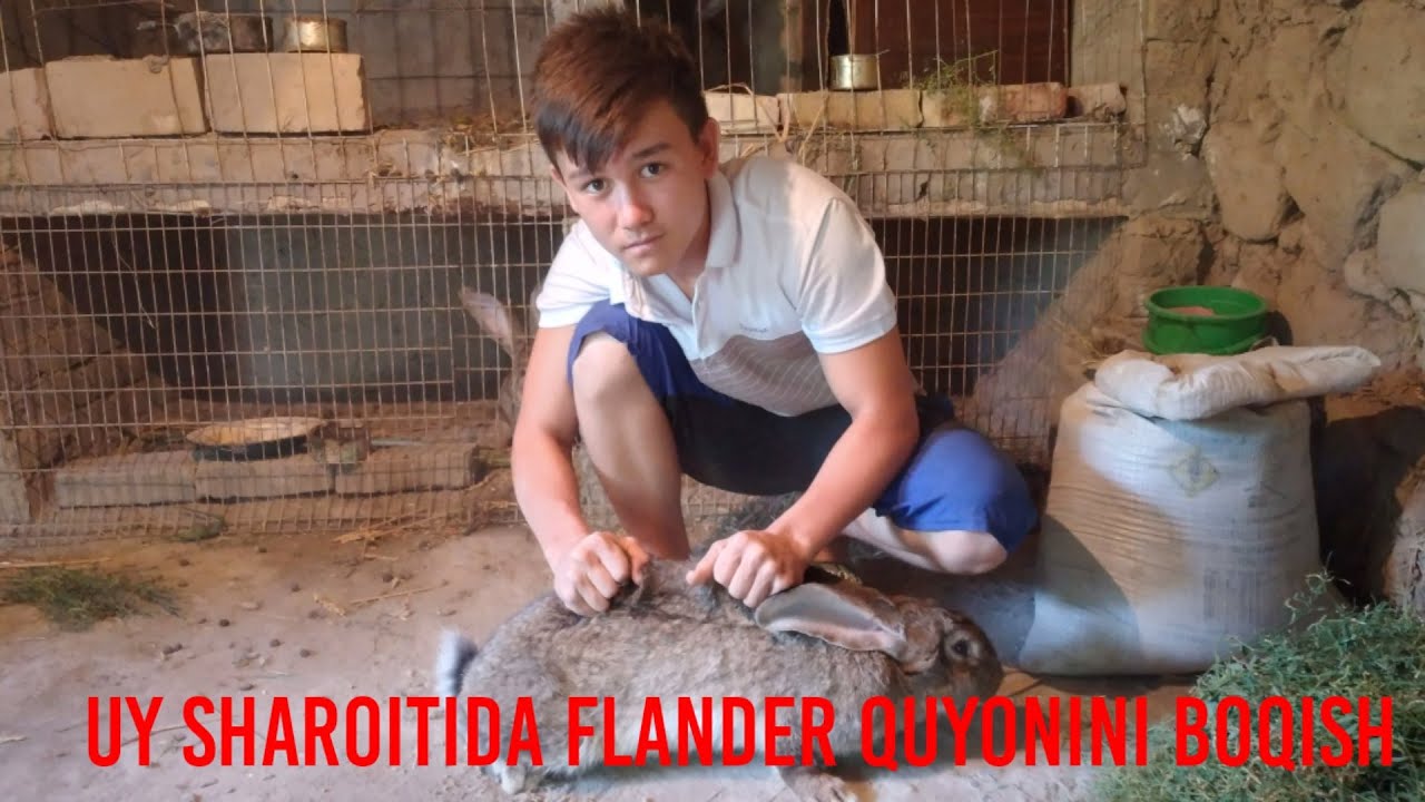 Uy sharoitida flander quyonlarini boqish va daromad olish