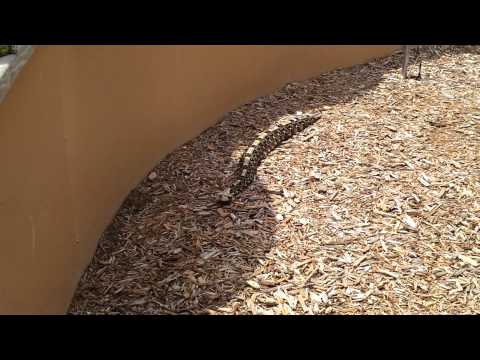 Naples Zoo Florida - Part 3 of the daily show "Snakes alive!"