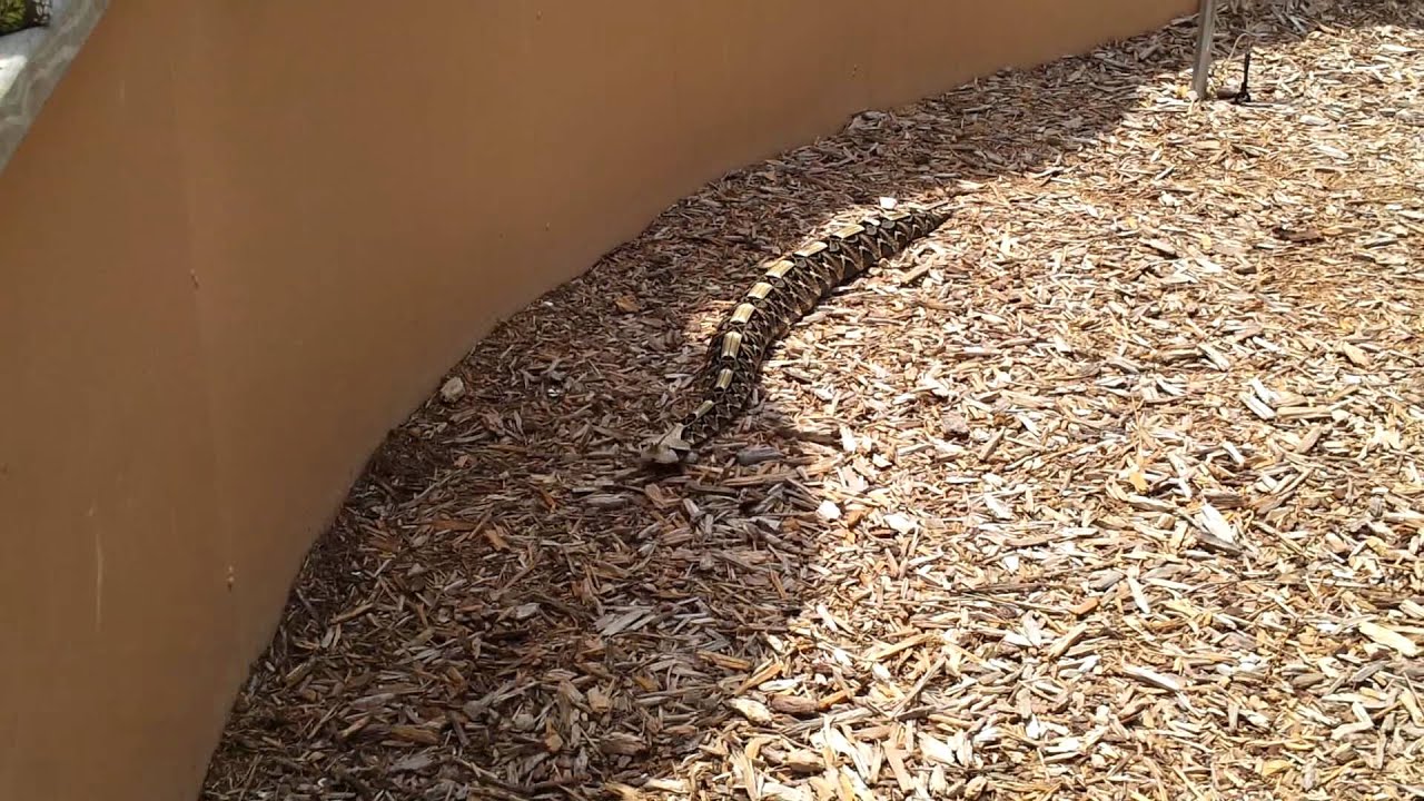 Naples Zoo Florida Part 3 of the daily show "Snakes alive!" YouTube