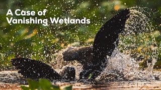 A Case Of Vanishing Wetlands