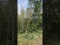 伐倒チルホール