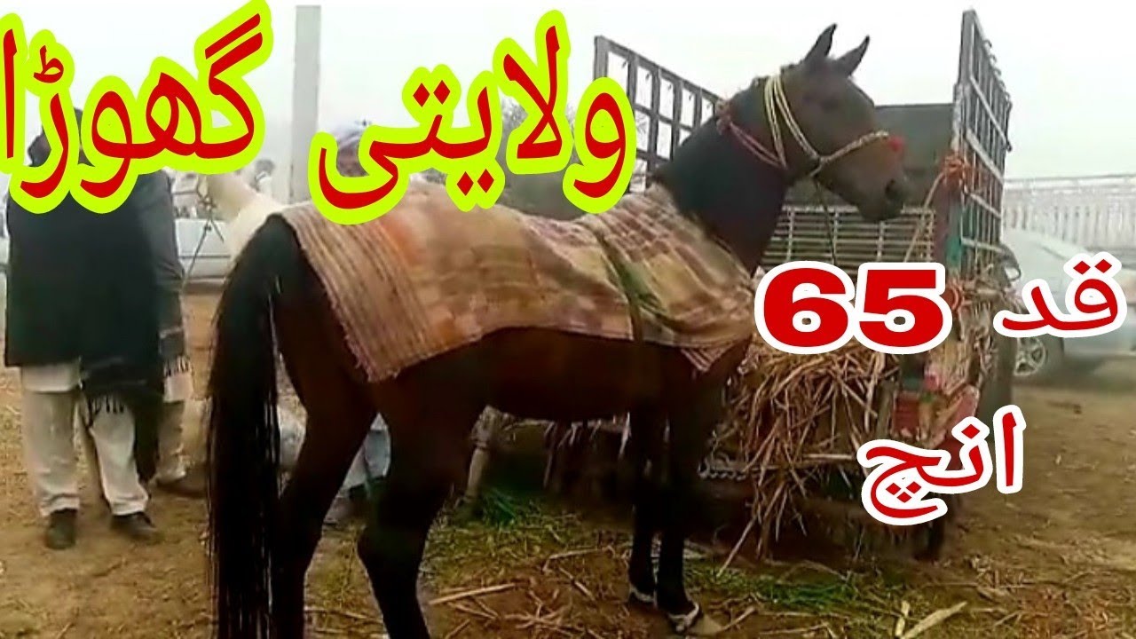 English breed horsebiggest English horseبڑا ولایتی گھوڑاbig height