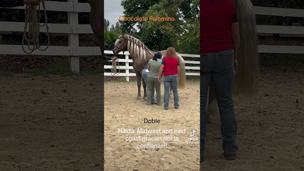 Colección de semen chocolate palomino PRE