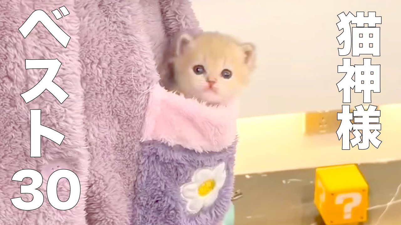 D's Choice: Top 30 Cat Gods [Dubbing] - YouTube