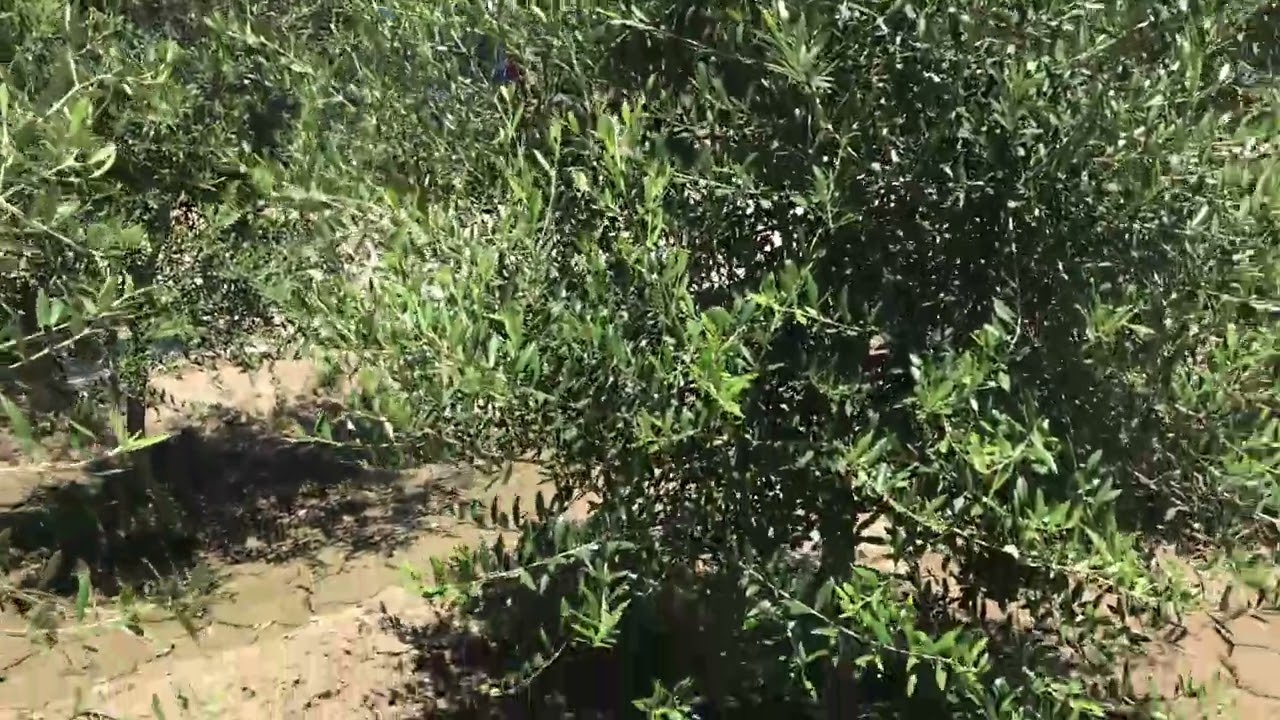 ARBEQUİNA VİDEO YORUMLARINDAKİ SORULARA CEVAP VE BAHÇEMİN SON HALİ