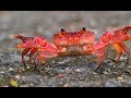 ชีวิตสัตว์มหัศจรรย์ ตอน การเดินทางของปูแดงออสเตรเลีย The Amazing Red Crab