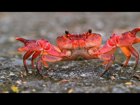 ชีวิตสัตว์มหัศจรรย์ ตอน การเดินทางของปูแดงออสเตรเลีย The Amazing Red Crab