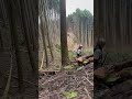 Lumberjack skunk 伐倒 #lumberjack #logging #chainsaw #伐倒