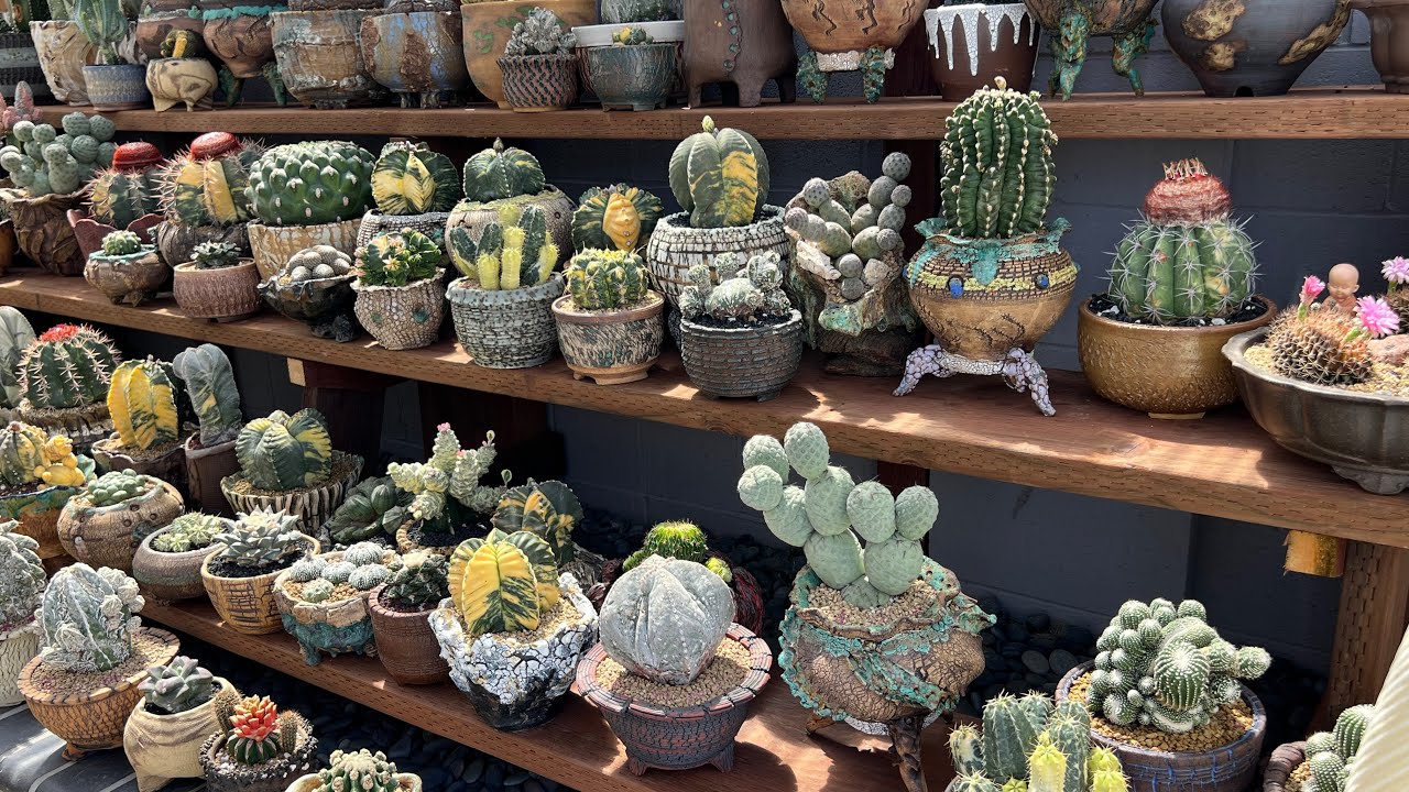 Vườn xương rồng quí hiếm và đẹp, là khách hàng VIP của Mimi nursery. 8/12/2023.