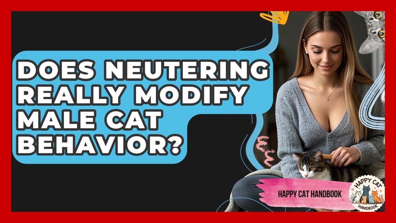 Does Neutering Really Modify Male Cat Behavior? - Happy Cat Handbook