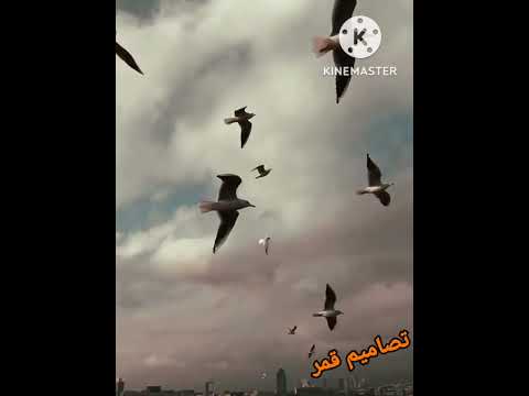 فاضل شاكر قولو لعين الشمس ما تحماشي