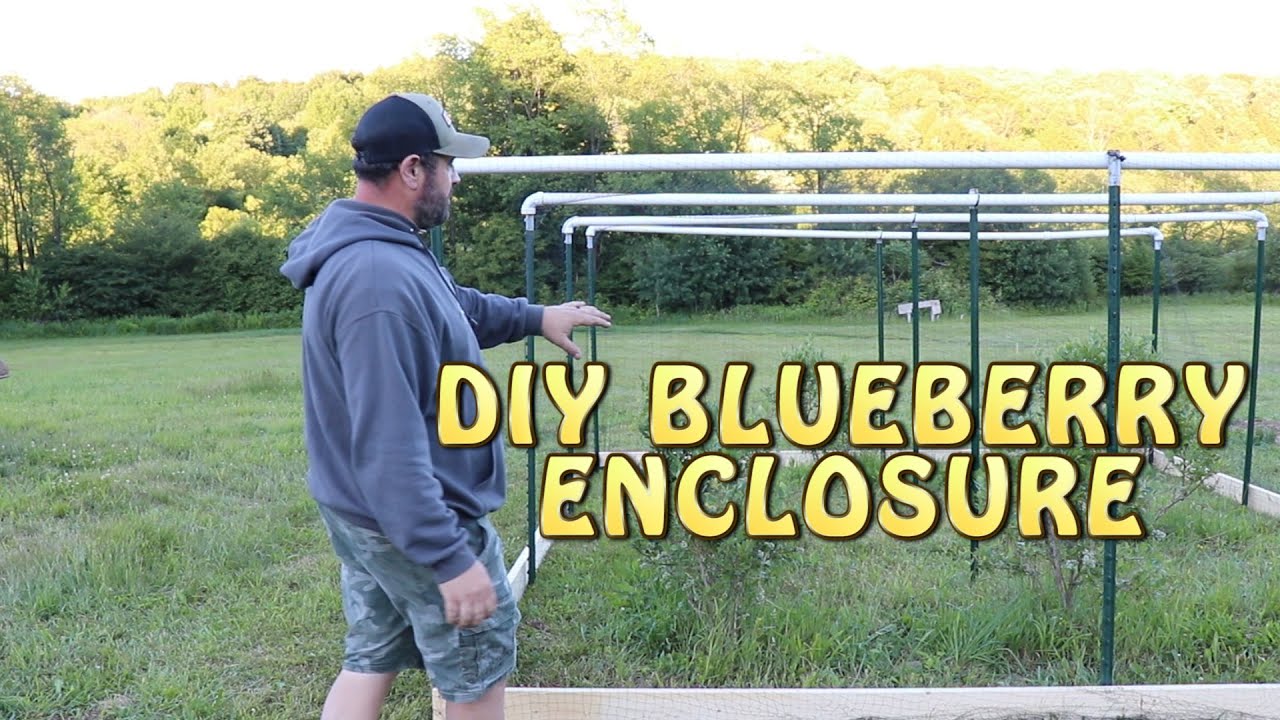 DIY Blueberry Enclosure Cheap and Easy! YouTube