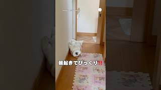 朝起きてびっくり‼️廊下でへそ天して寝てる柴犬　　#柴犬　#犬　#犬のいる生活 #かわいい犬 #面白い