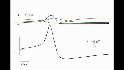 Hodgkin-Huxley Action Potential Model