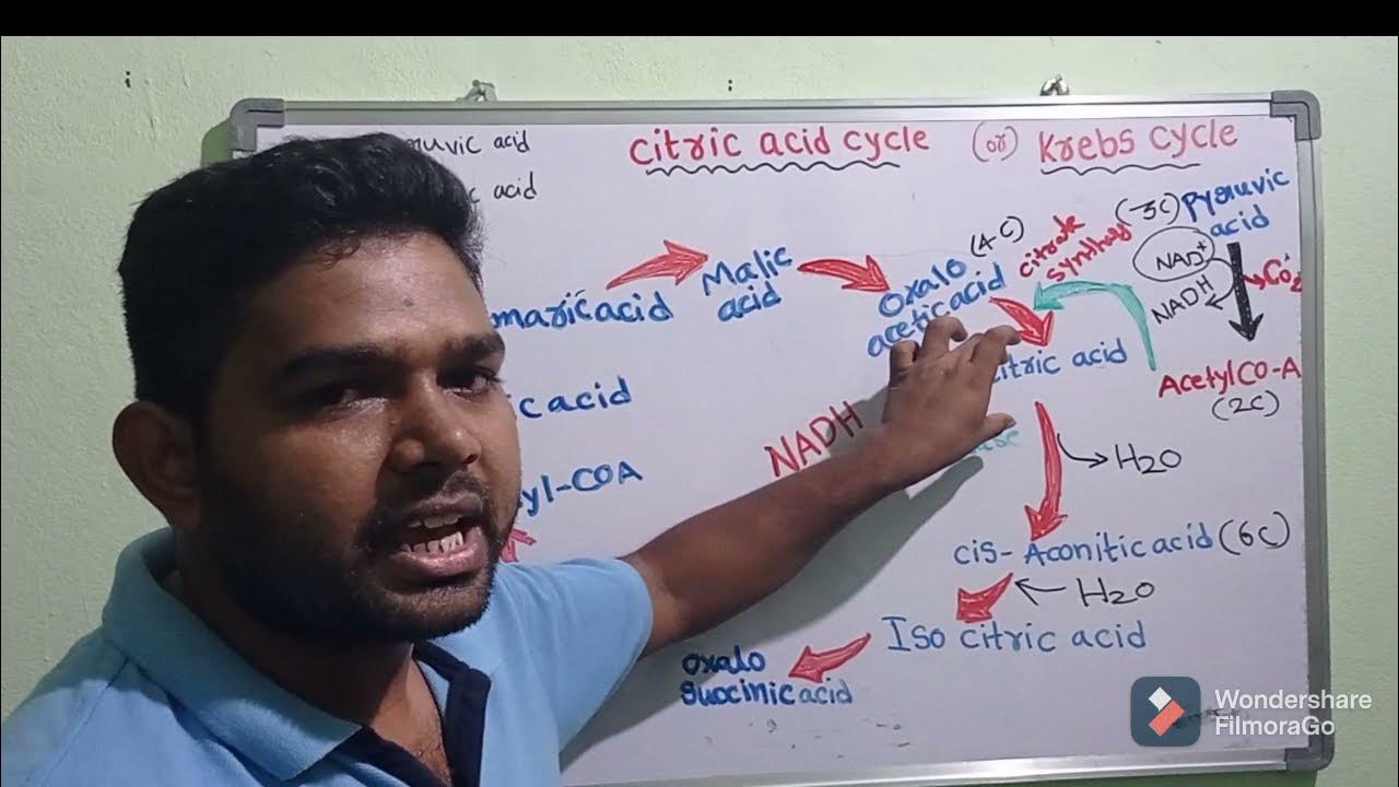 Krebs cycle or TCA cycle or Citric acid cycle in Telugu & how many NADH