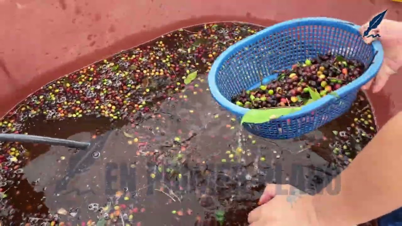 Café criollo de la Sierra de Atoyac 