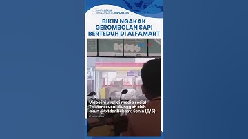 Bikin Ngakak! Efek Hujan Deras Gerembolan Sapi Ayik Berteduh di Minimarket, Pegawai Auto Panik