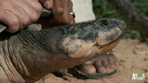 Massive Turtles Not as Slow as You Think | River Monsters