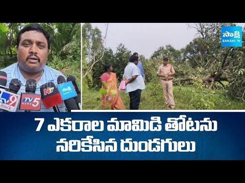 Mango Farmer Comments on MRO | Chandrababu Govt | Vizianagaram District | @sakshitv - SAKSHITV