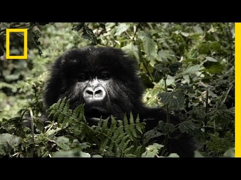 Video: Dian Fossey: photo, biography, scientific activity