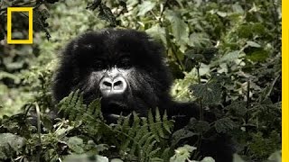 Download Lagu Mountain Gorillas' Survival: Dian Fossey’s Legacy Lives On | Short Film Showcase MP3