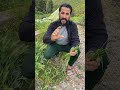 شفتو هذاك لي يشبه للقمح و نلقاوه برا جيبوه و ارواحو نقوللكم فايدة تاعو اطلڨ تسير