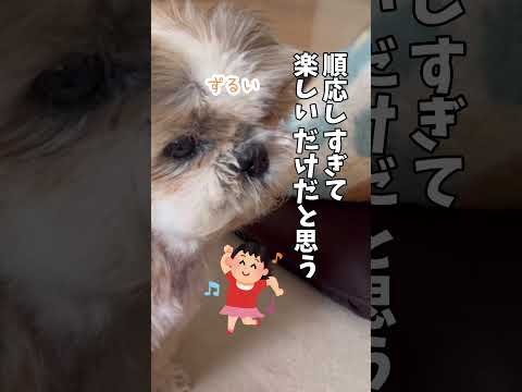それとこれとは別だって言ってるよね💢🐶#シーズー #いぬ #犬 #わんこ