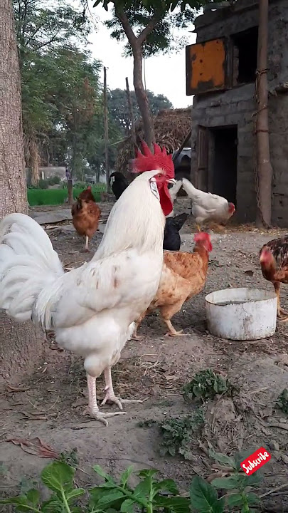 Big White Kukad 1313 #rooster #farming #1313 #kukad #desi #murga #roostercrowing #1313waheguruji