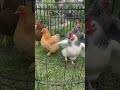 Chickens dancing #chickens #dance #shorts #thriller
