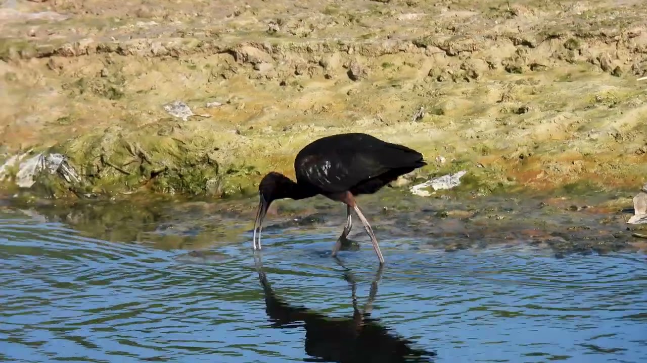 Hadada ibis. video 4K-UHD Birds Photography | Wild Video | Wildlife Animals