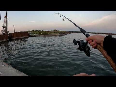 CATCHING BIG SALMON PORT HOPE 2023