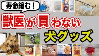 【知らないと危険】人気だけどオススメできない犬用品実は命に関わる犬グッズを獣医師が解説します