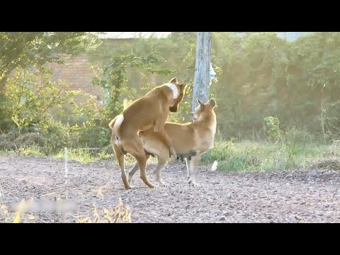 Video Meeting dog Phối giống chó Rottweiler chó cái chịu đực... - youtube