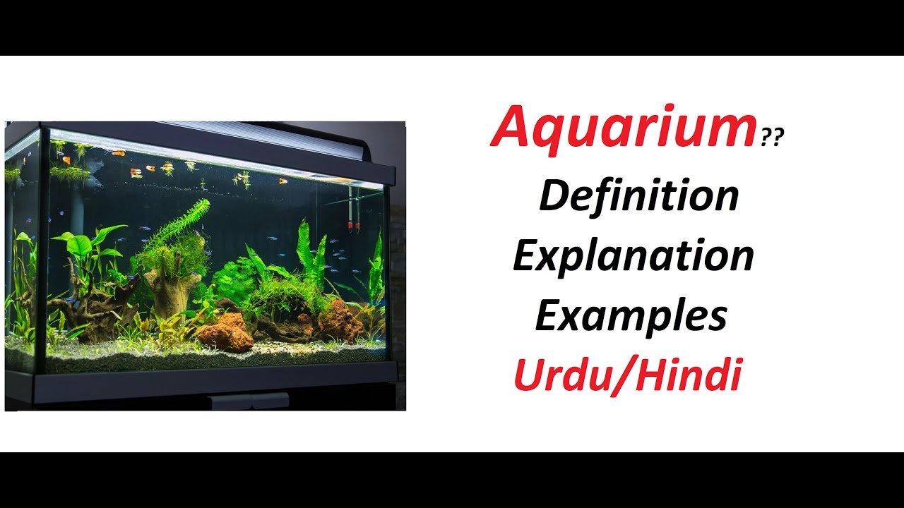 What is Aquarium with Examples? Urdu / Hindi. 