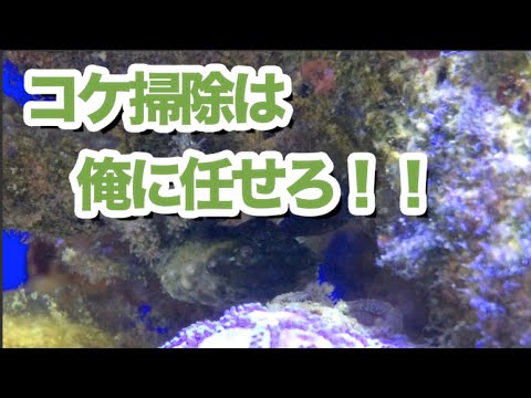 コケ掃除職人 エメラルドグリーンクラブを投入 海水魚水槽 Youtube