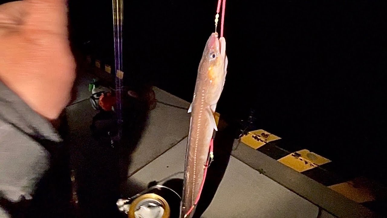 『夜釣りでアナゴを快適に釣る方法』