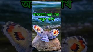 ক্যামেরায় ধরা পড়া অদ্ভুত পাখি / #shorts