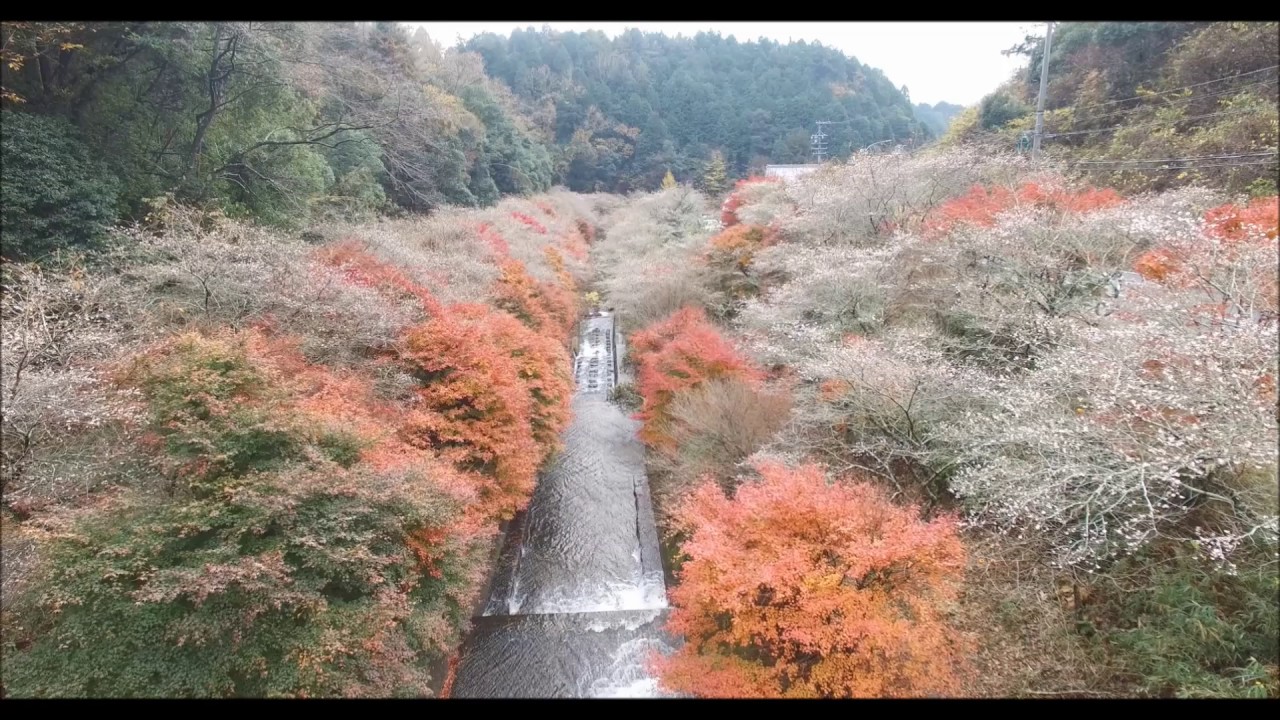 16年 小原の四季桜と足助の香嵐渓 Youtube