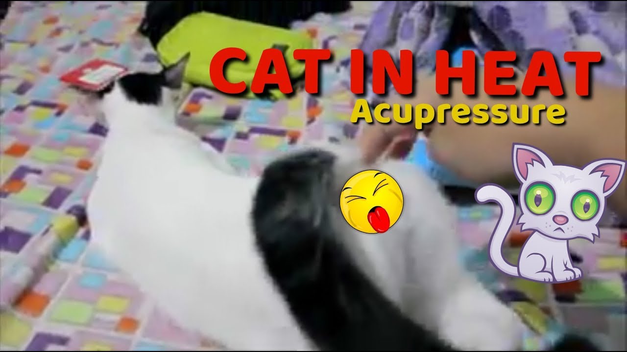 How to deal with your cat in heat YouTube