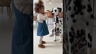 DgDramaTheCaseftheStlenBreakfastDalmatianDgCnfessinTddlerLifePetsOfInstagr DgDramaTheCaseftheStlenBreakfastDalmatianDgCnfessinTddlerLifePetsOfInstagr