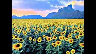 Henry Mancini - 1970 電影【第二個月亮; 向日葵】Sunflower 