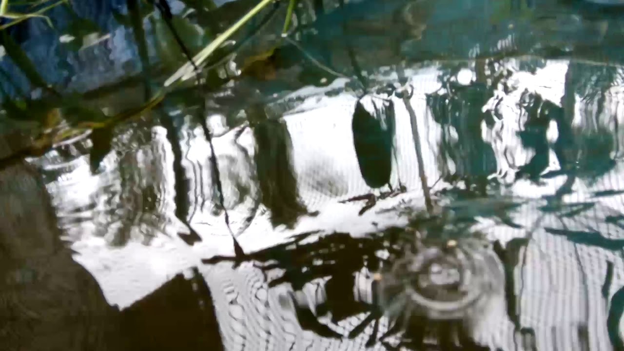 Pemijahan ikan gurame di kolam terpal. 