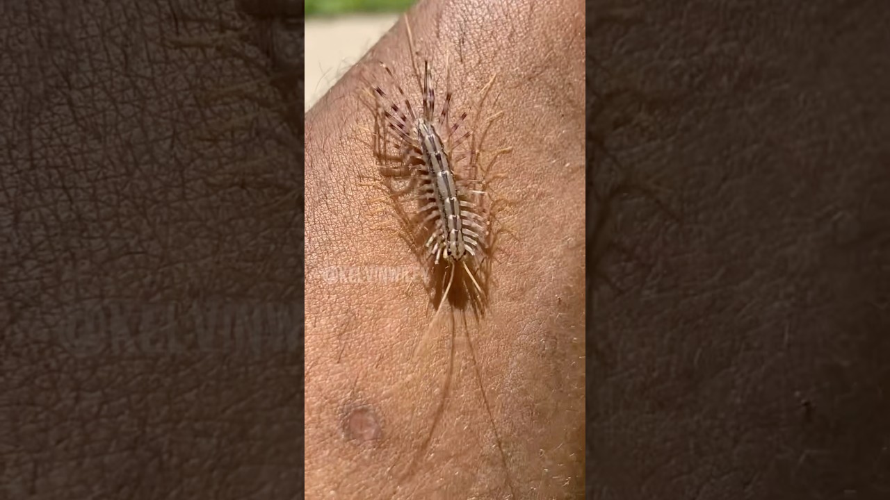 Handling a House Centipede!