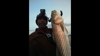Striped Bass Fishing (April 29,2024) Beautiful Keeper