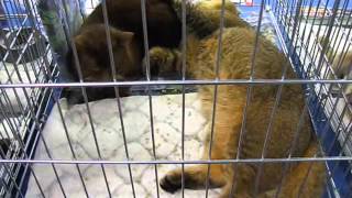 Свадьба котов Кот и кошка вязка Wedding Cat Cat and cat breeding Свадьба котов Кот и кошка вязка Wedding Cat Cat and cat breeding