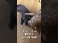 お別れで傷心の猫に弟をお迎えしました。サヨナラのあとに訪れた、やさしい“はじめまして”#家族になった日#猫との暮らし#子猫のお迎え#兄弟猫#shorts