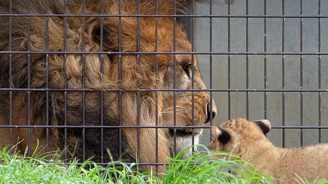 Cute tiny lion cubs with mother & father 20251013_4／Toyohashi Zoo