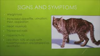 Hyperthyroidism in Cats