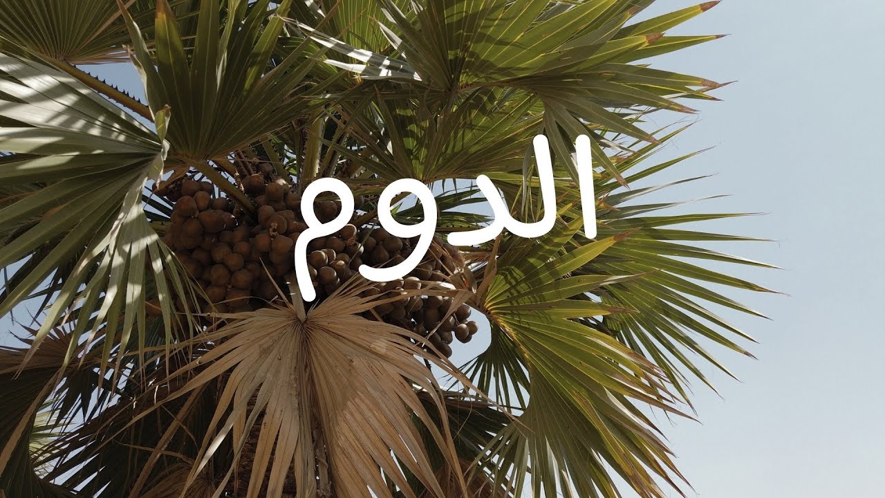 ما لا تعرفه عن الدوم | فوائد الدوم الصحية وقيمته الغذائية | ما هي فوائد ...